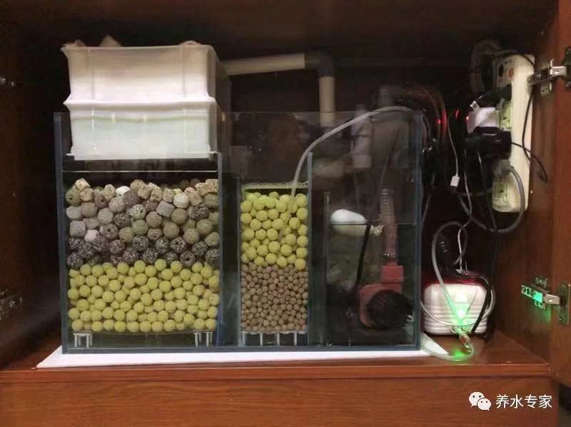 渔友张哥小视频,新鱼缸养锦鲤鱼正确的方法和技巧