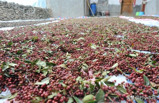 花椒采摘的最佳方法,农村的花椒树难种