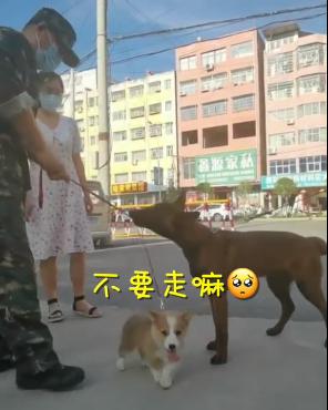 外卖龙虾段子搞笑,外卖的虾是不是都是冻虾