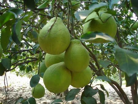 一年四季的时令蔬菜,一年四季的时令水果大全