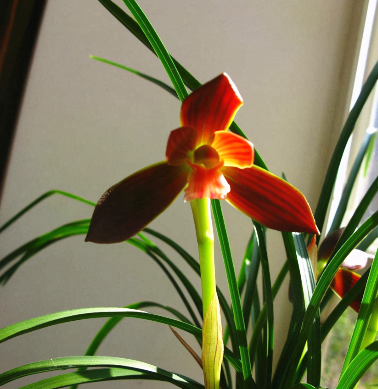 它被誉为“国兰第一红”，顶级红素，正格豆瓣，新手也能养好