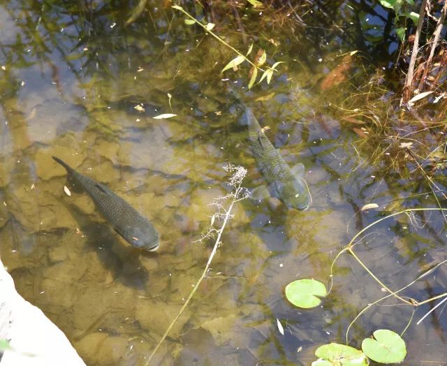 黑鱼常识,关于黑鱼的科普知识介绍