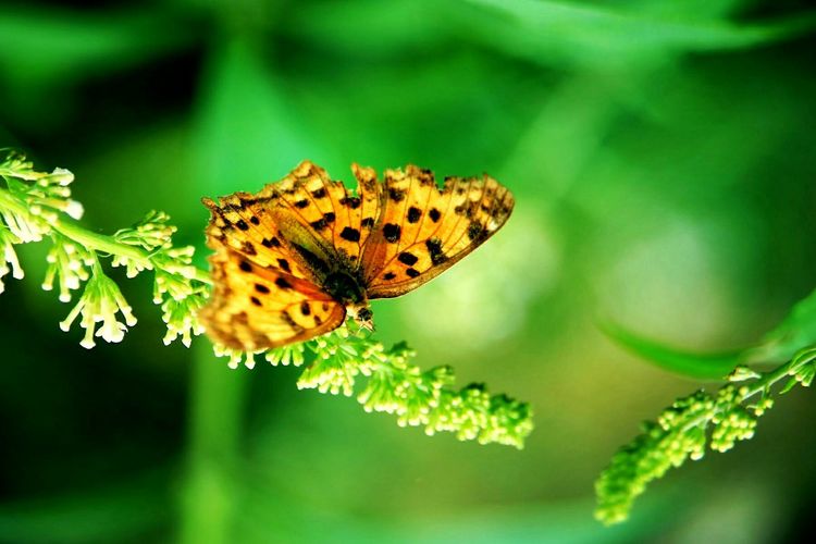 原创蝴蝶恋花,蝶恋花蝴蝶原唱