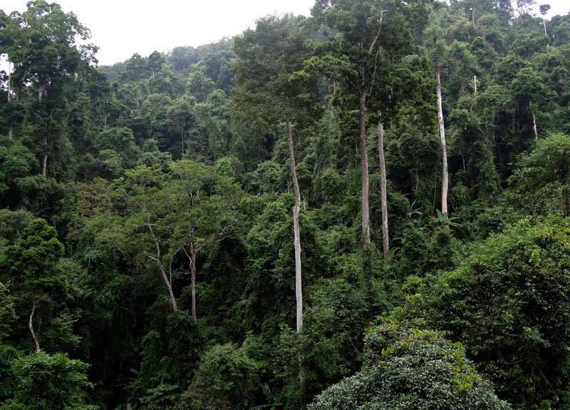 珍稀乔木大全,国内唯一望天树