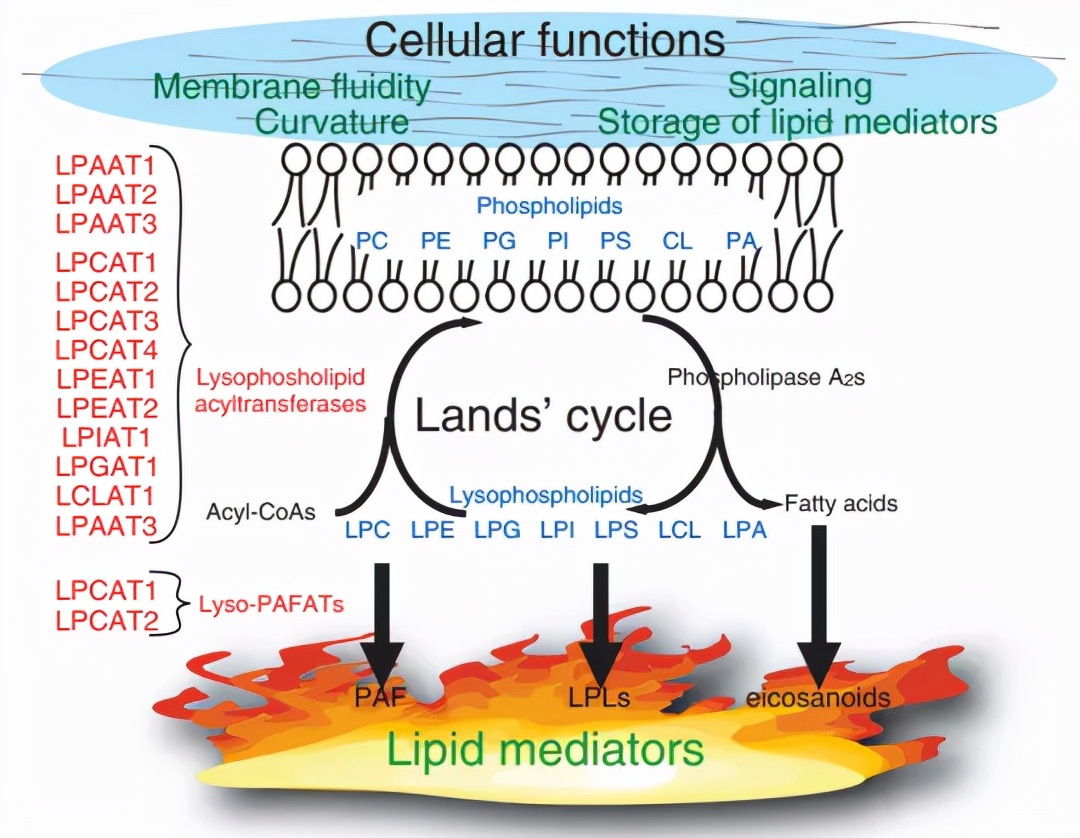 呼吸道病毒感染症状和治疗,cap感染