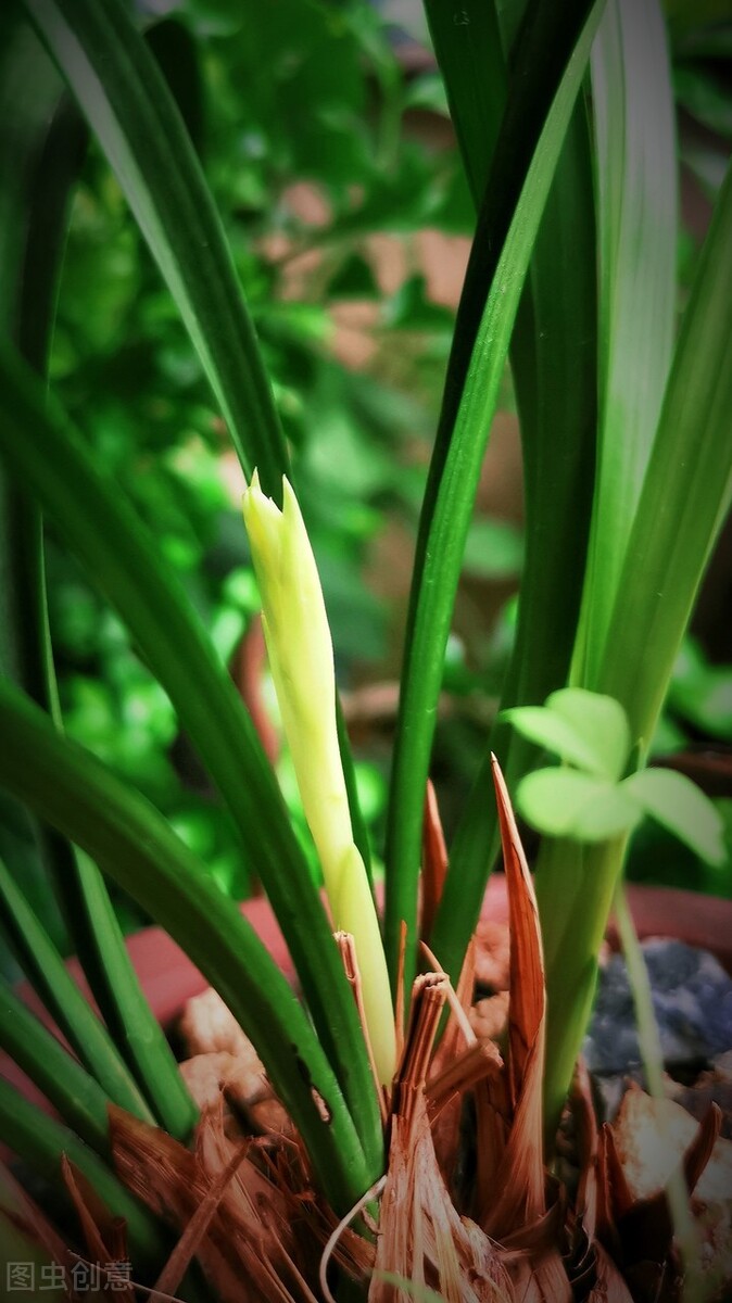 北京地区建兰几月施磷钾肥催花,建兰怎样才能开花5个诀窍