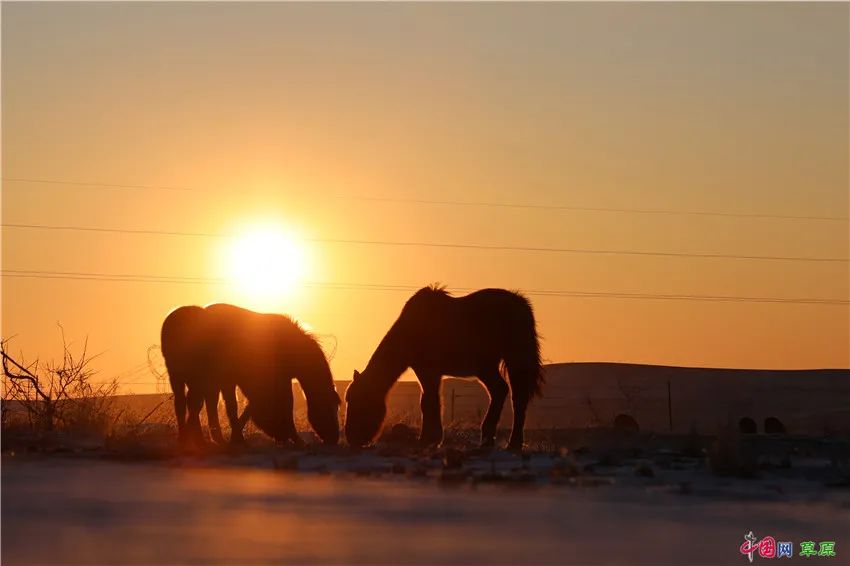 “草原诗人”冰风：不愿再看到“两匹马，在草原的网围栏两侧徘徊”
