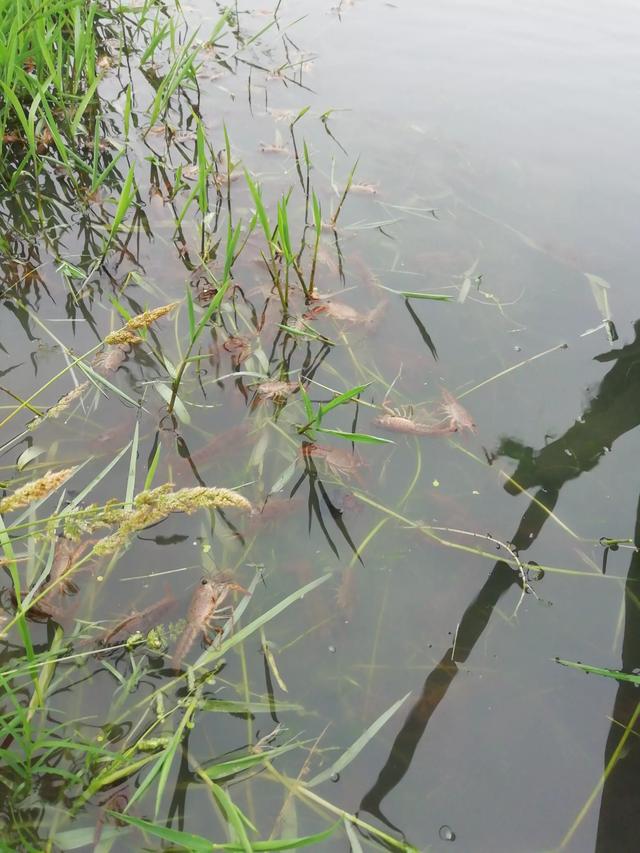 小龙虾怎么鲜活保湿,小龙虾怎么管理高产