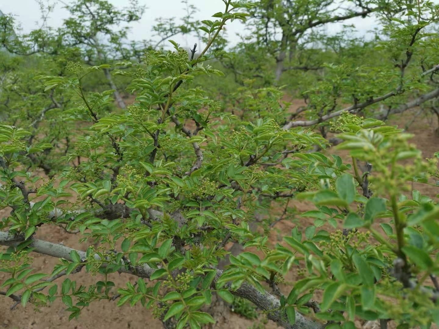 花椒助农的方法和措施是什么,椒农谈花椒