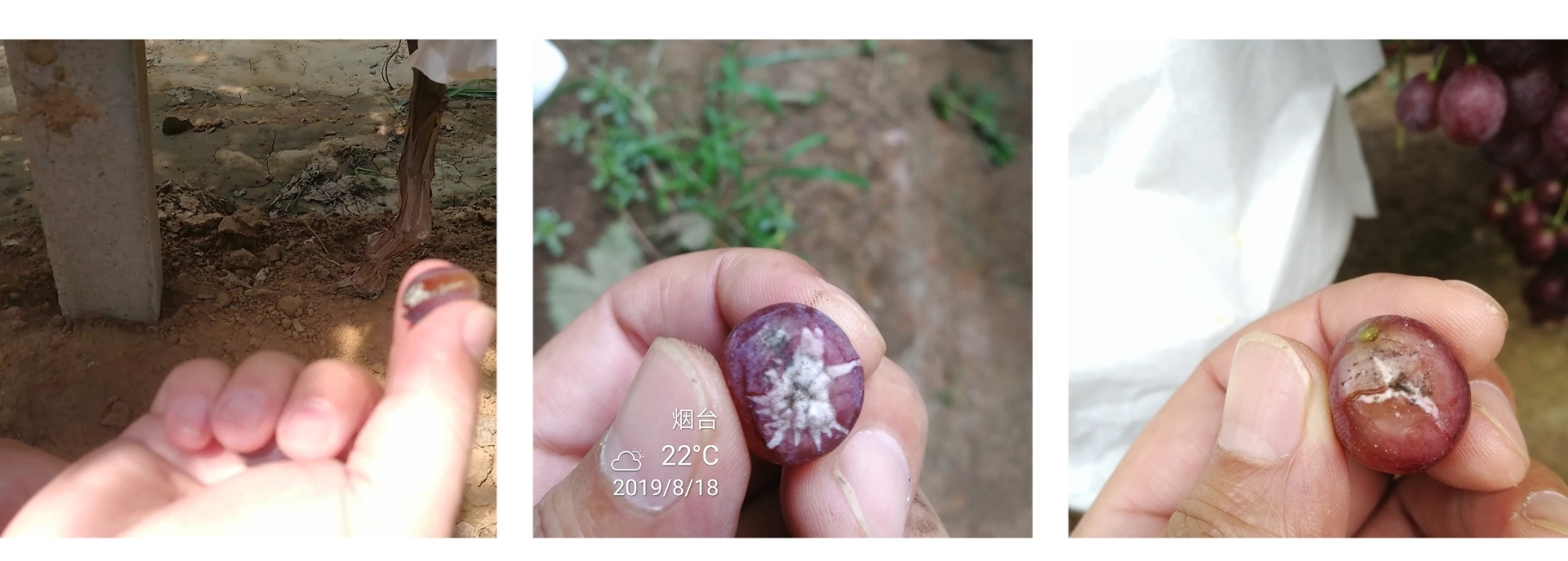 雨后的葡萄是什么样子,雨后的葡萄漂亮吗