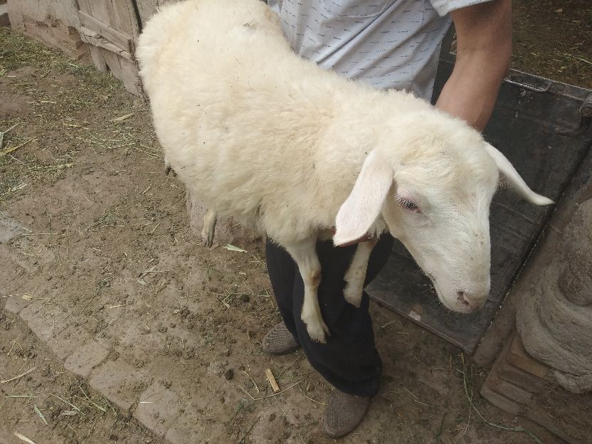 养羊既然赚钱为啥养殖户亏钱,养殖业破产成功案例