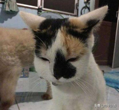 猫咪被蜜蜂蛰了找不到刺,猫咪的爪子被蜜蜂蜇肿了