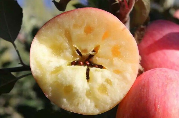 全国哪里的苹果最好吃,全国哪里的苹果最好吃又甜又水灵