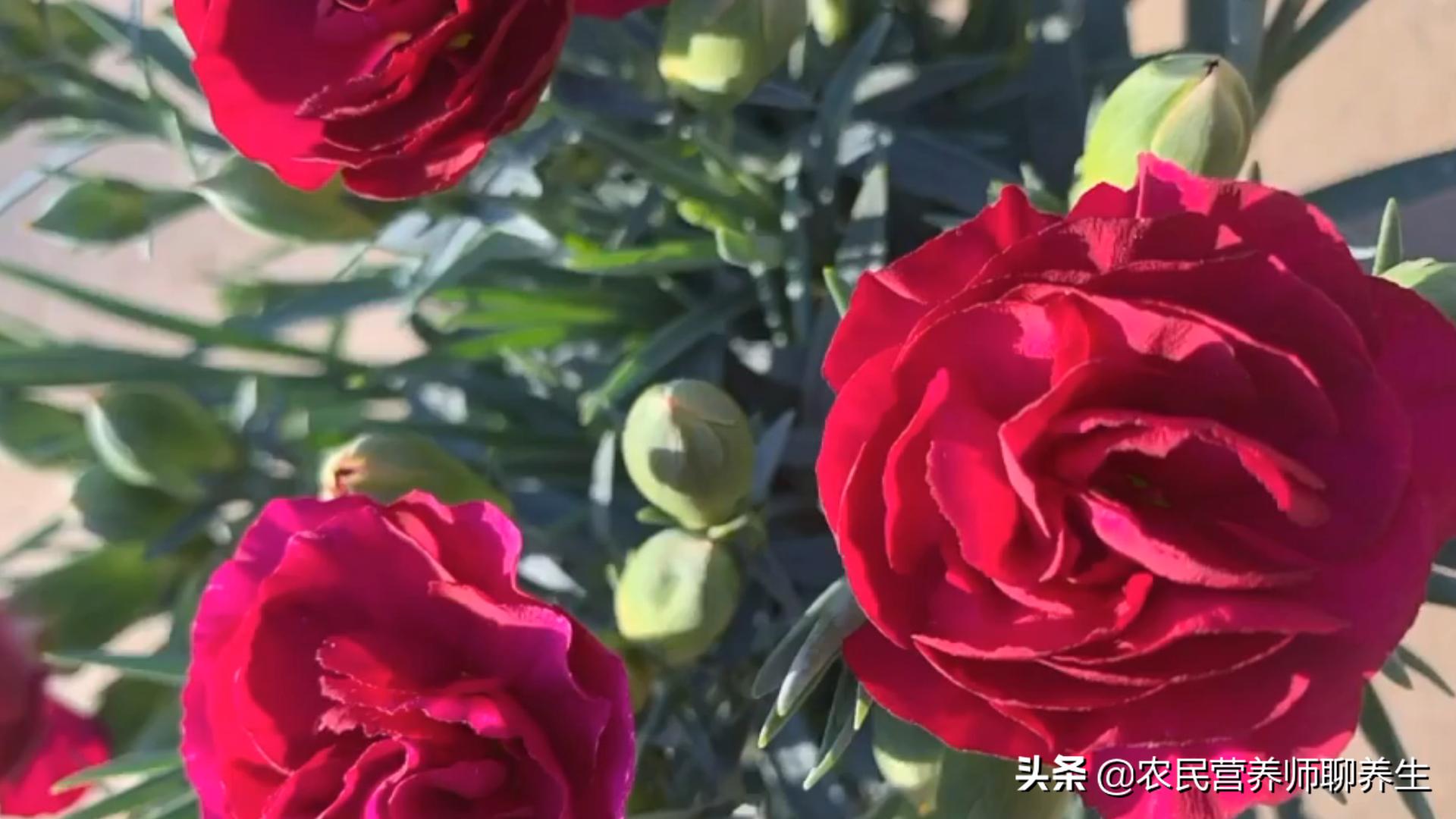 康乃馨茶泡水,泡一壶茶闻淡淡花香