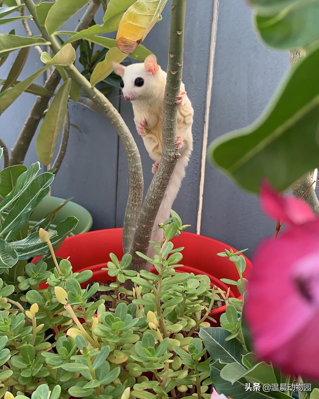 蜜袋鼯无声的叫声,小蜜袋鼯晚上叫是怎么回事