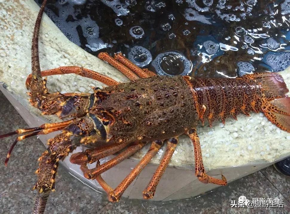 世界上的各种龙虾,世界上最大龙虾