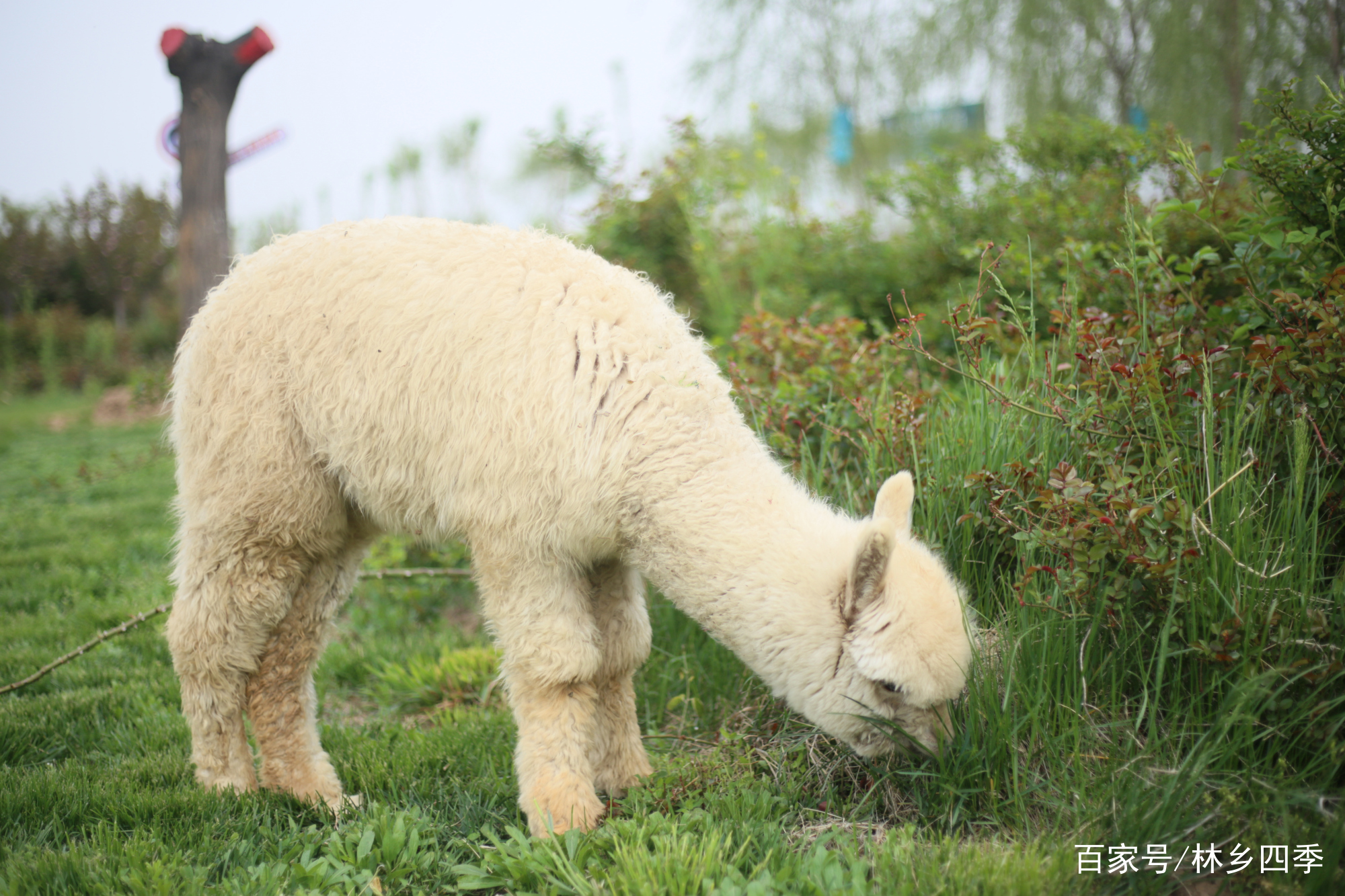 把羊驼带出去遛弯是怎样的体验,林乡四季羊驼