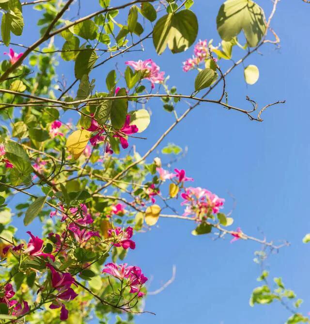 深圳花海公园地址在哪里,深圳中心河公园花海