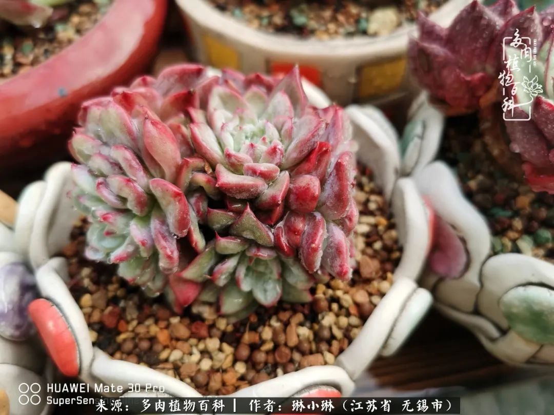 又到多肉变美时，一切都鼓励我积极向前