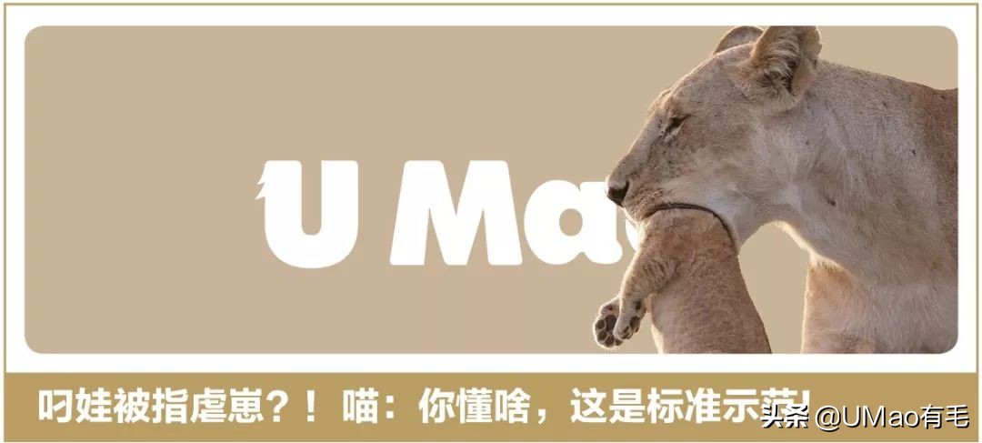 只刷啥是佩奇！那些被夺去猪年C位的小可爱你忘了吗？！