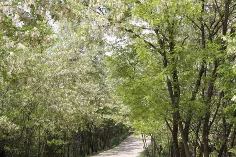 养蜂100窝一年利润,放蜂人一年收入