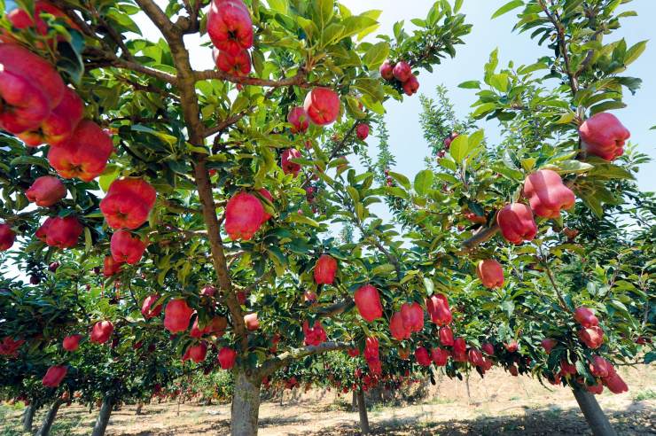 12月苹果哪里的产地最好吃,全国品质最好的苹果产区