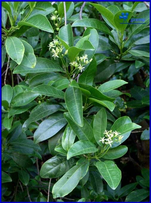 中药店的降真香可做吗,中药材降香的功效