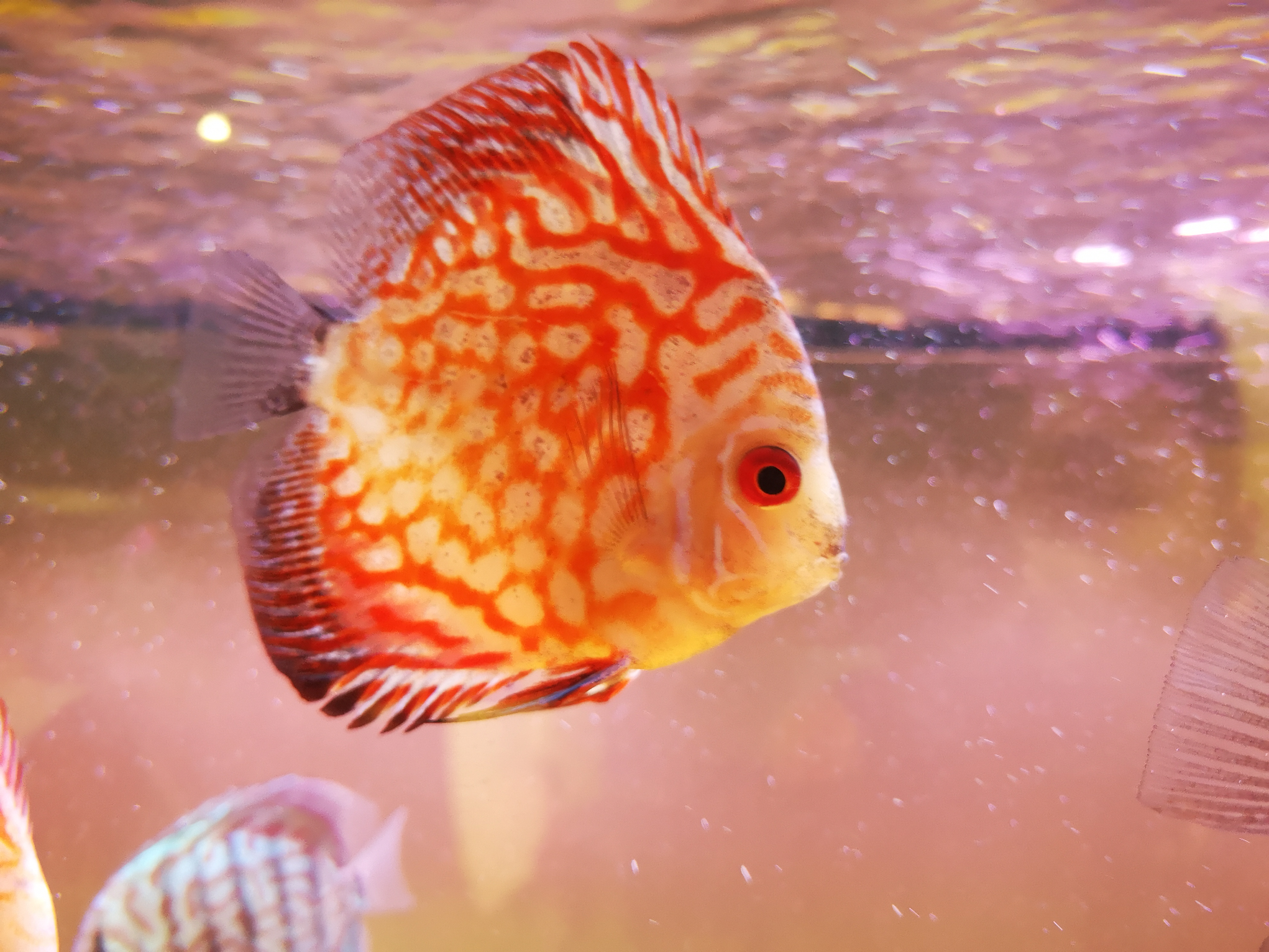 观赏鱼打什么药水消毒比较好,给观赏鱼可以用紫药水吗