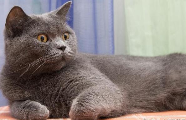 如何教英短蓝猫用猫砂,新手养猫什么猫砂比较好