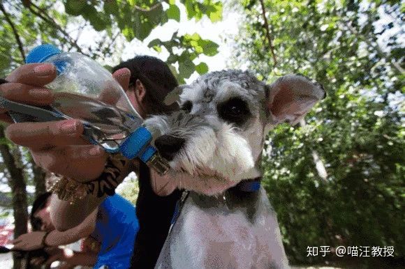 狗狗日常营养鲜食,狗狗日常所需的营养有哪些