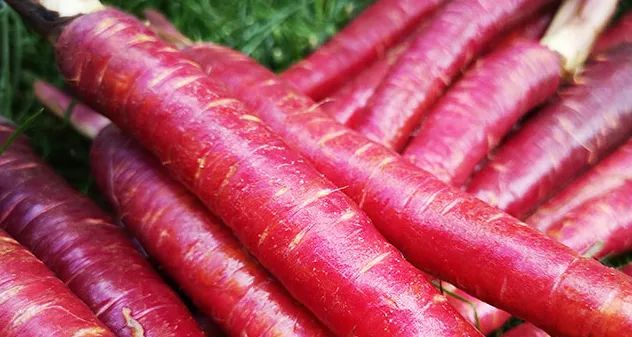 花青素甜脆萝卜,维c含量高的野果