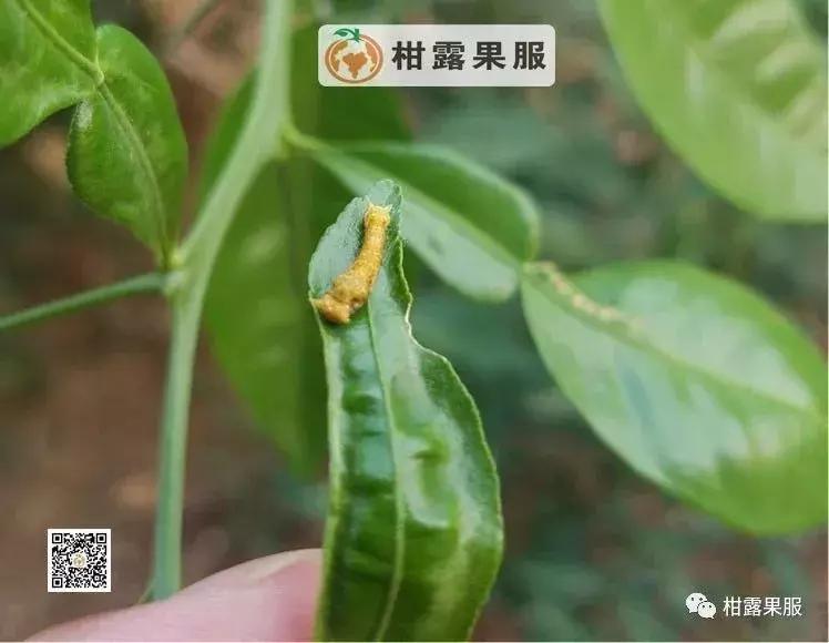 柑橘的常见病虫害和预防方法,柑橘新叶卷曲是什么虫害如何防治