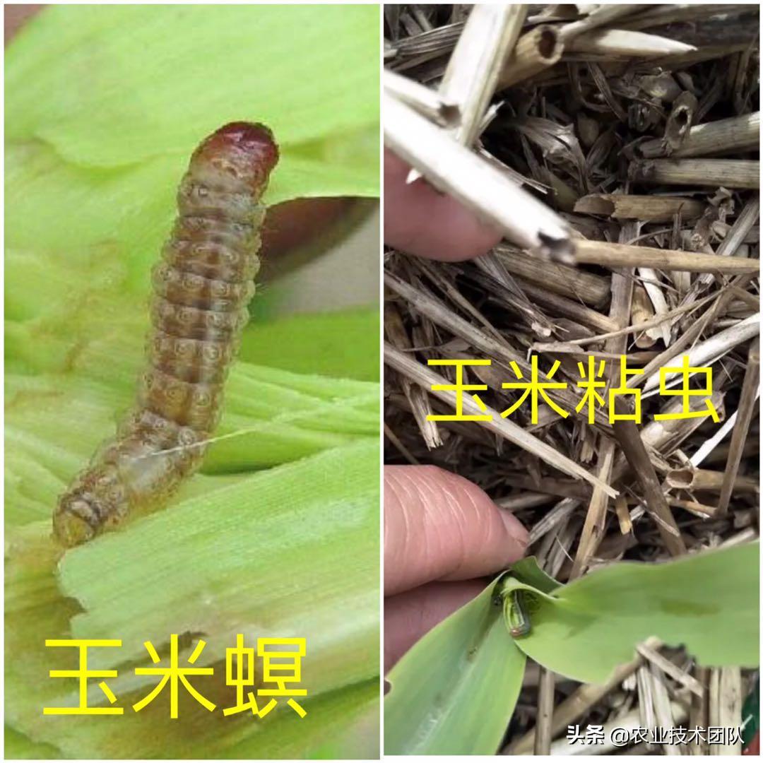 玉米种子的成苗率,玉米苗出了一地