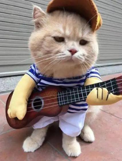 猫突然猝死有先兆吗,猫多久不会猝死