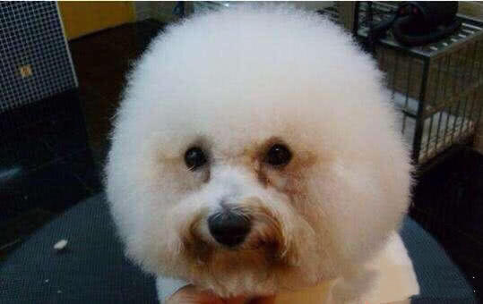 皇家和渴望狗粮,夹心狗粮伯纳天纯