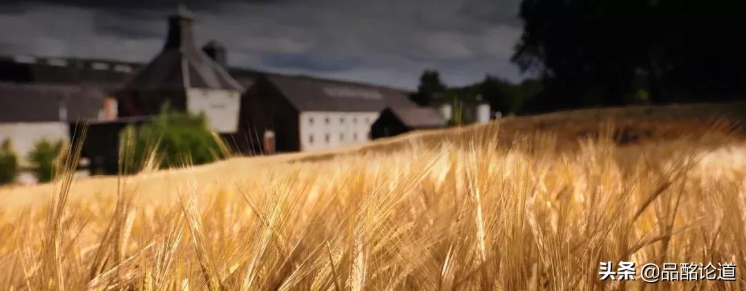 都说自己是“小麦卡伦”，到底哪家才真正具有麦卡伦的基因？