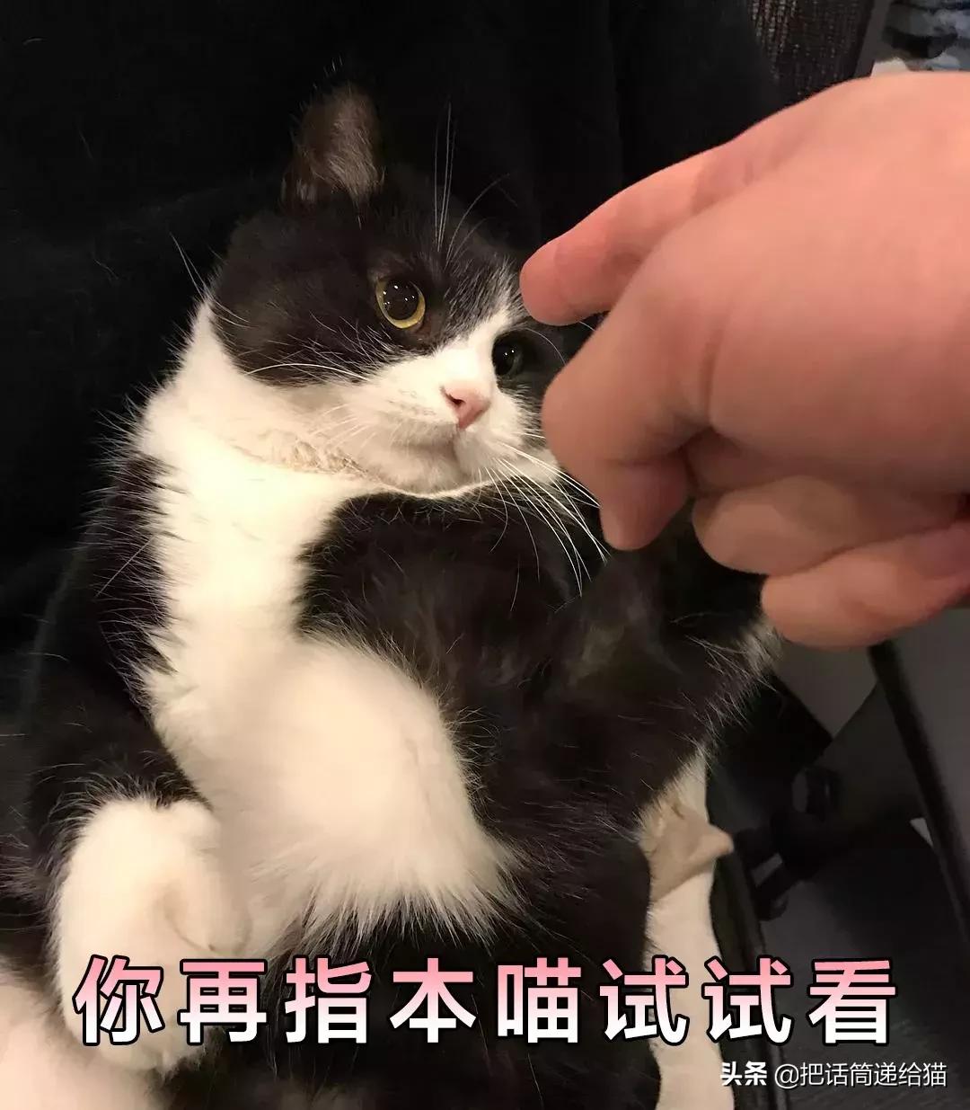 猫故事集,猫故事完整版