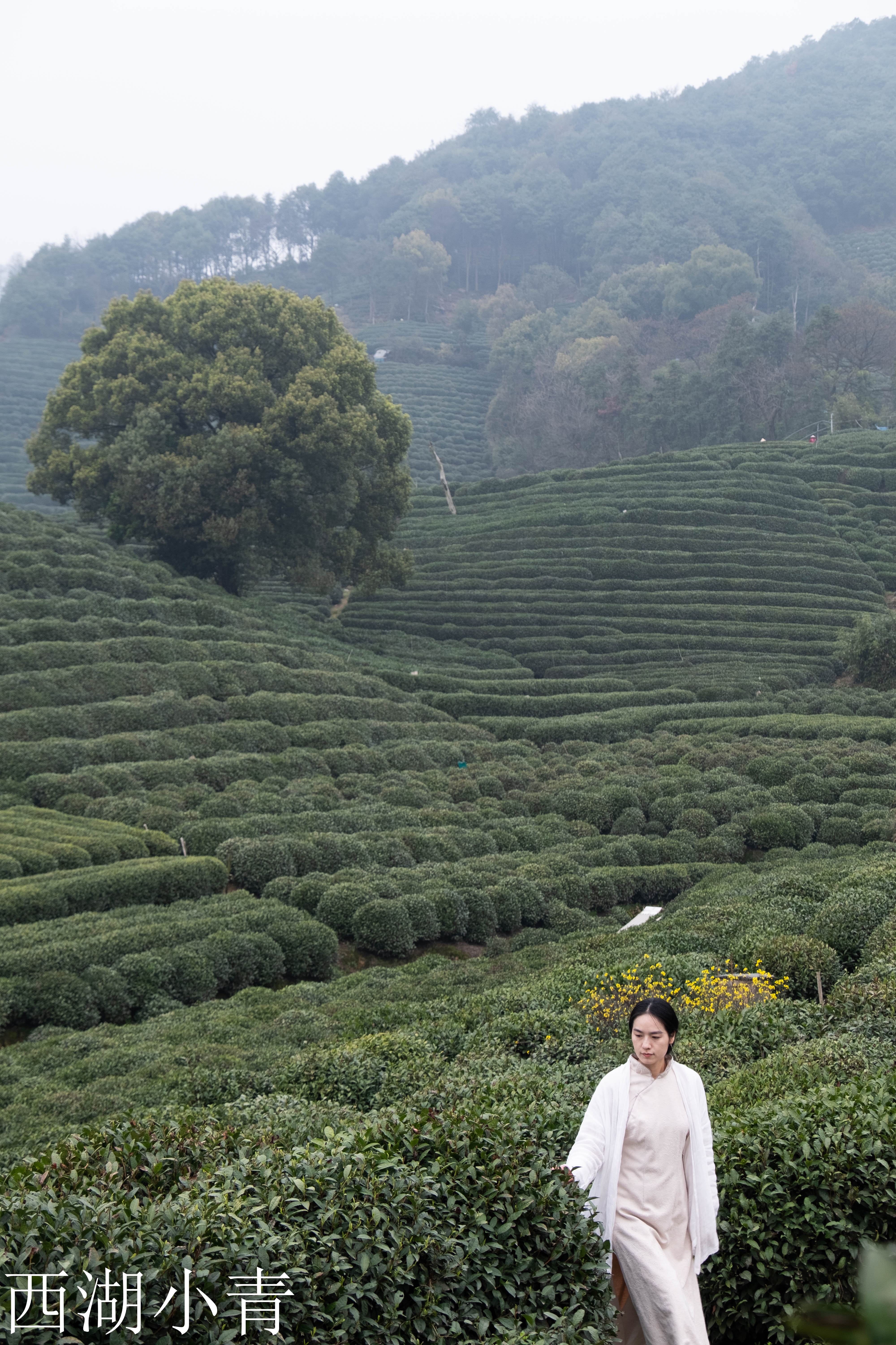 西湖龙井春茶季,龙井茶西湖明前春茶
