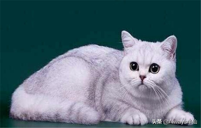 中国人为什么不吃掉猫,中国人为什么不吃猫