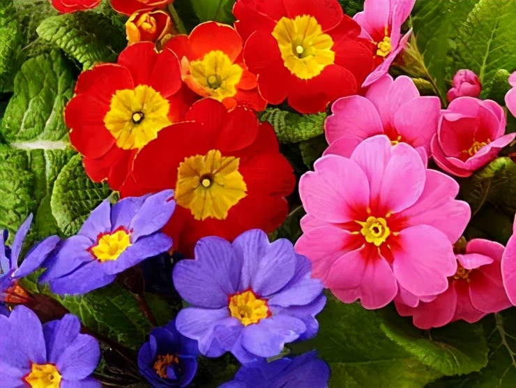 报春花小苗养护,报春花怎么养最好看