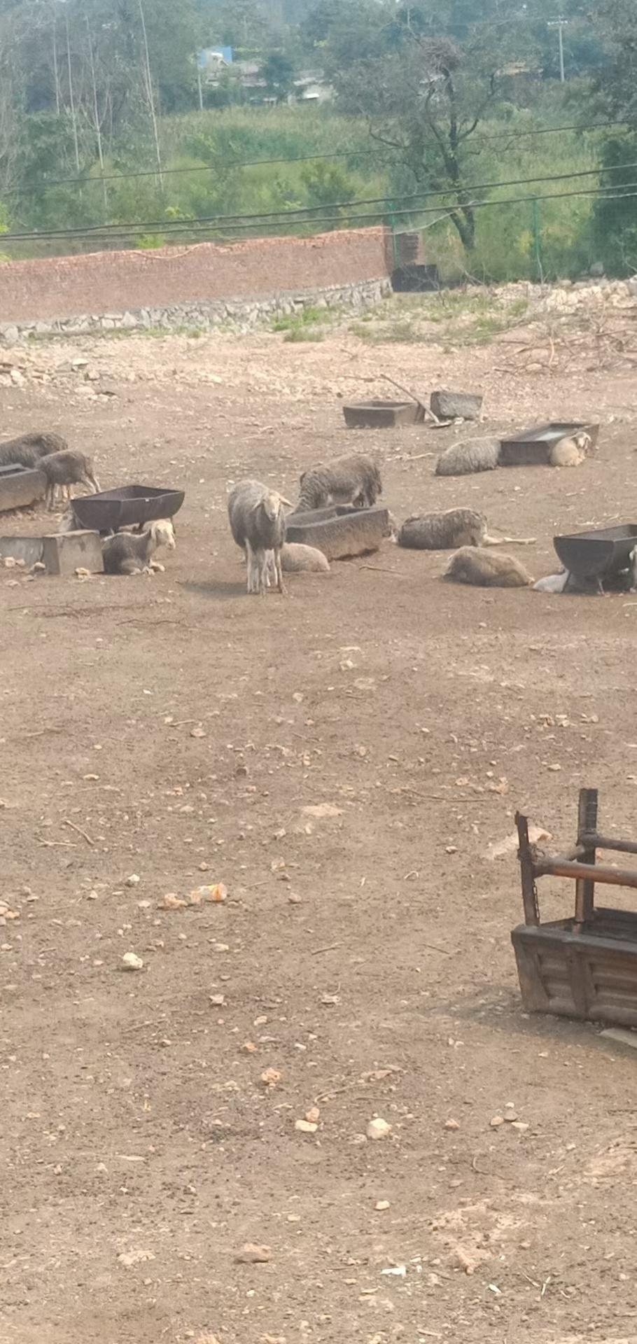 养羊50只一年赚多少钱今日羊价,如何养羊才能赚钱呢