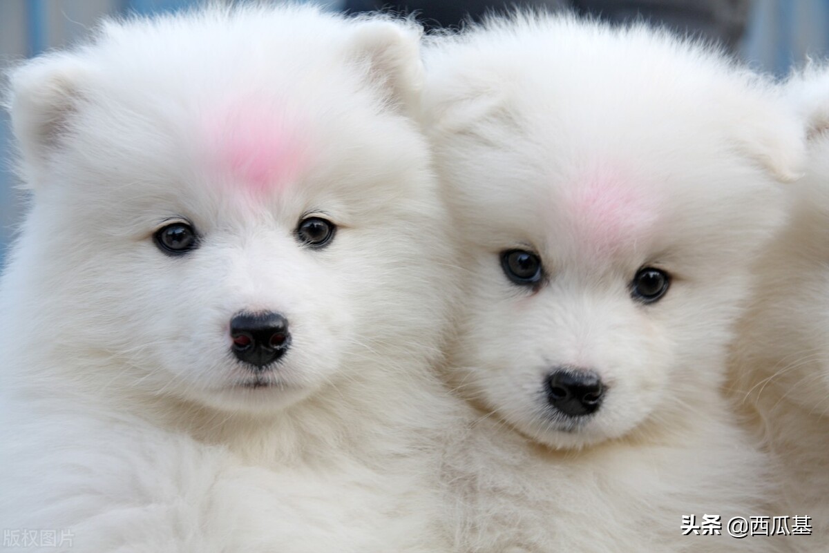 了解宠物狗的品种,了解萨摩耶的五种行为