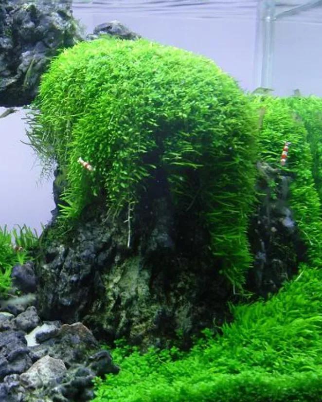 这个小缸太厉害了，佩服作者的养功