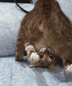 猫咪疯狂啃咬尾巴至出血，诊断后竟是得了抑郁症…