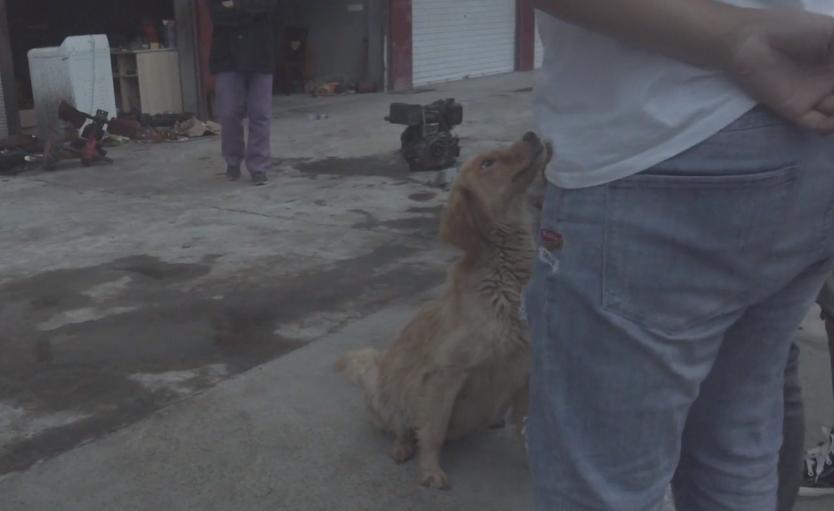 四川救狗狗后续,四川洪水狗狗救自己孩子后续