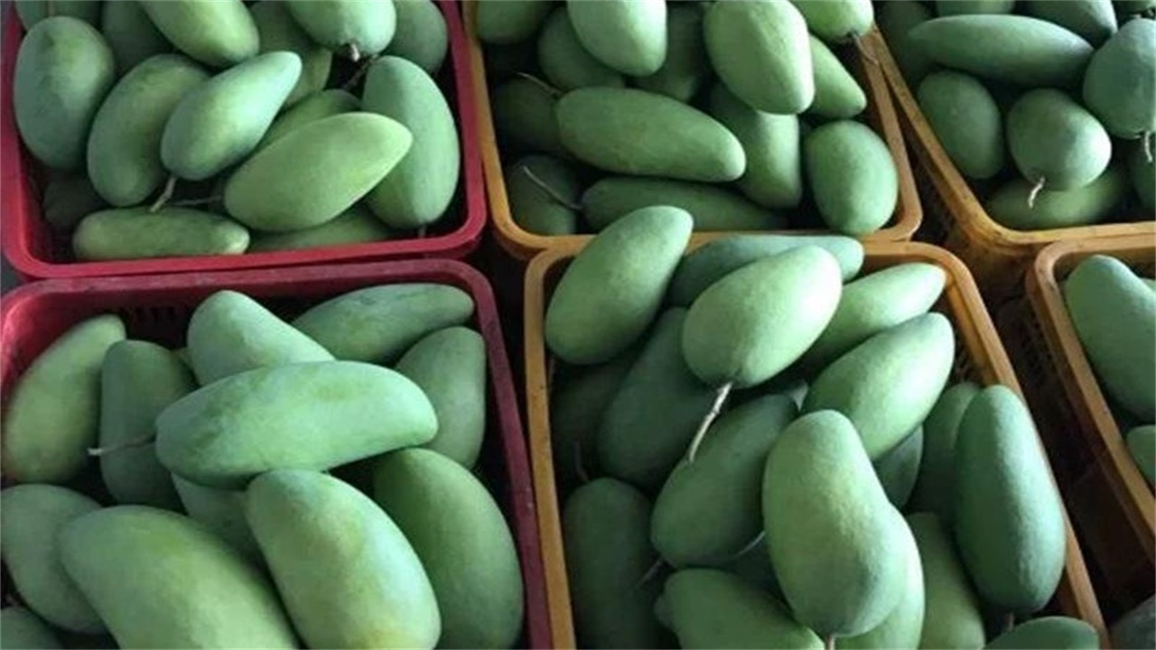 越南青芒大量滞销，都烂在地里果农也不敢采，中国为啥不愿买呢？