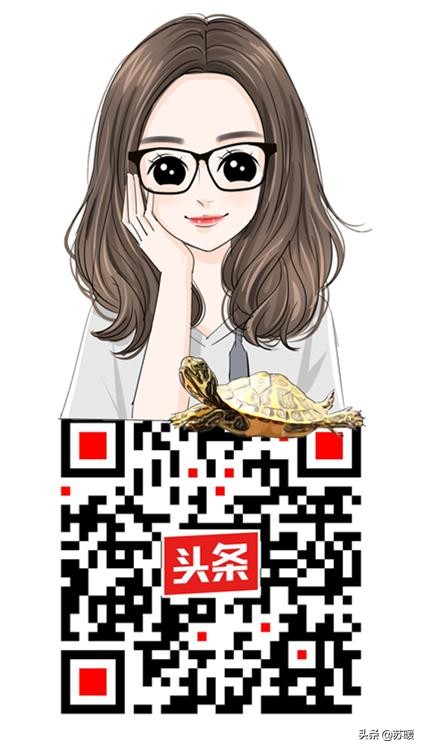 养龟小技巧巴西龟,新手养巴西龟最简单的方法