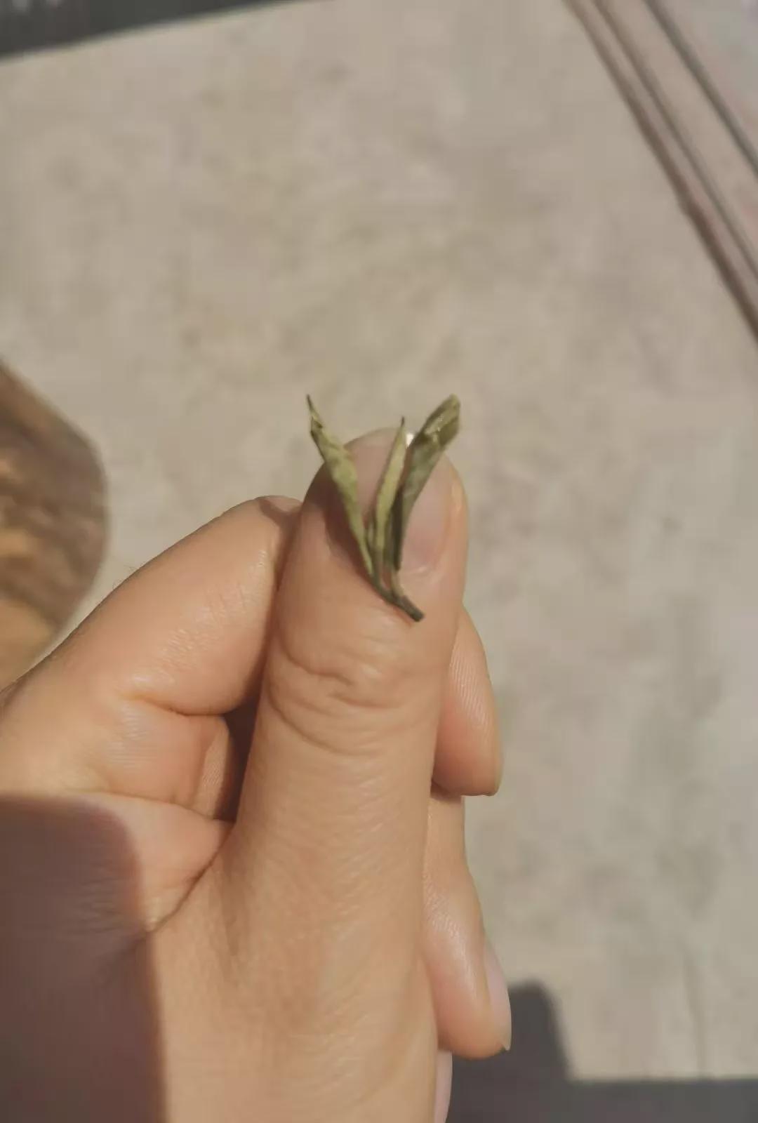 倚邦曼松古树茶,曼松贡茶和倚邦