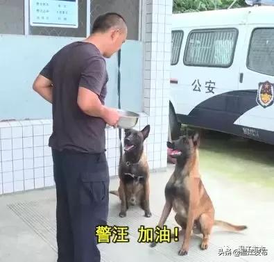 成都世警会比赛时间,世警会成都2022