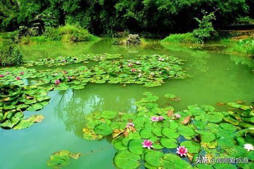 星湖国家湿地公园作用,广东星湖湿地